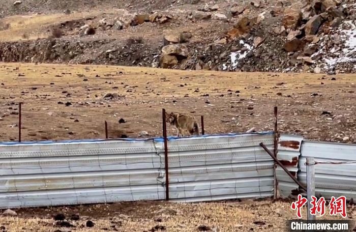 圖為闖入村民家中的野狼。　興?？h公安局溫泉派出所供圖