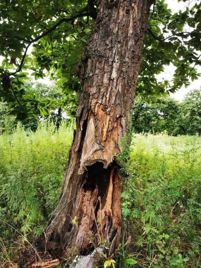 圖為2021年10月拍攝的秦嶺北麓百年板栗古樹遭破壞情況。人民網(wǎng)記者 吳超攝