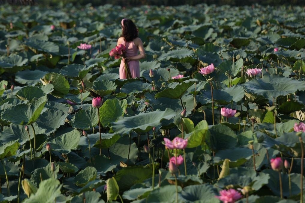 這是2020年7月15日，一名女子在越南首都河內(nèi)西湖畔的荷花叢中留影。