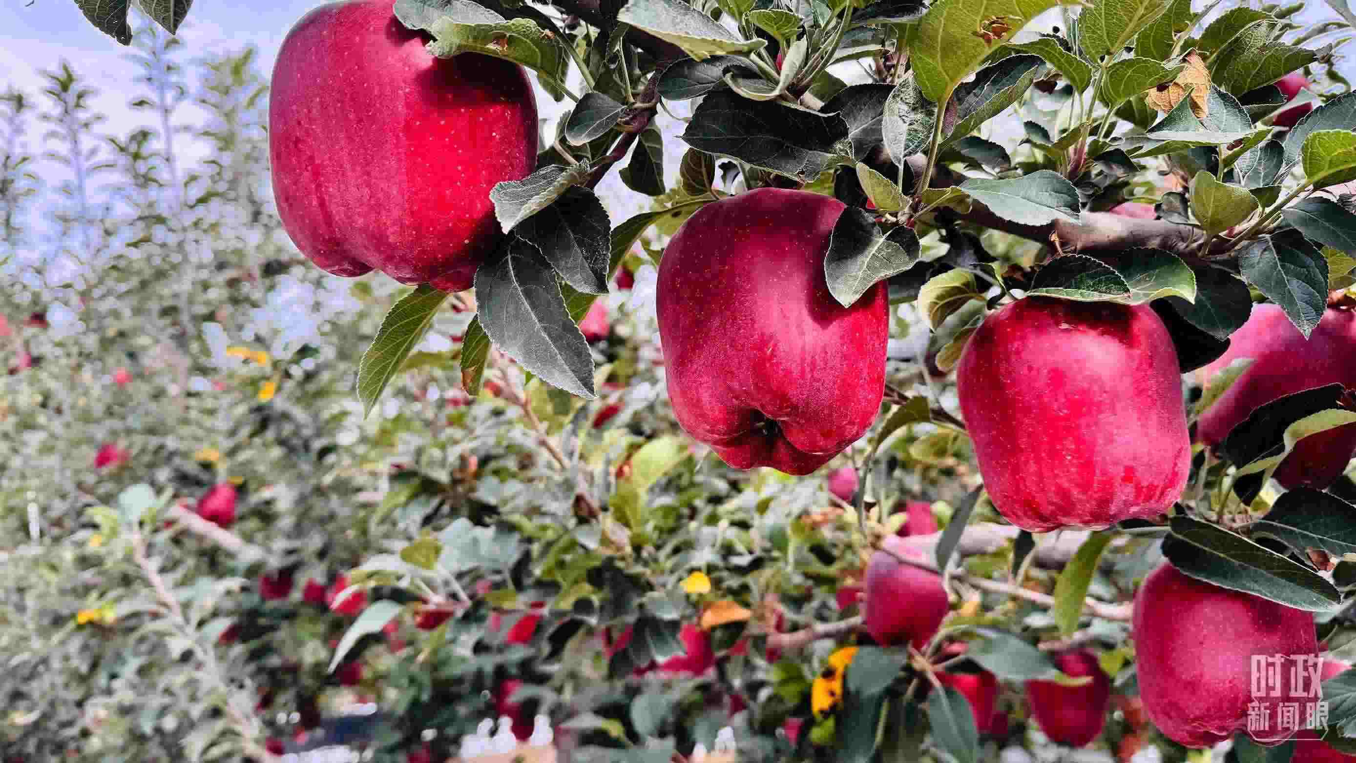 △ 麥積區(qū)南山花牛蘋果基地。（總臺央視記者黎兵拍攝）
