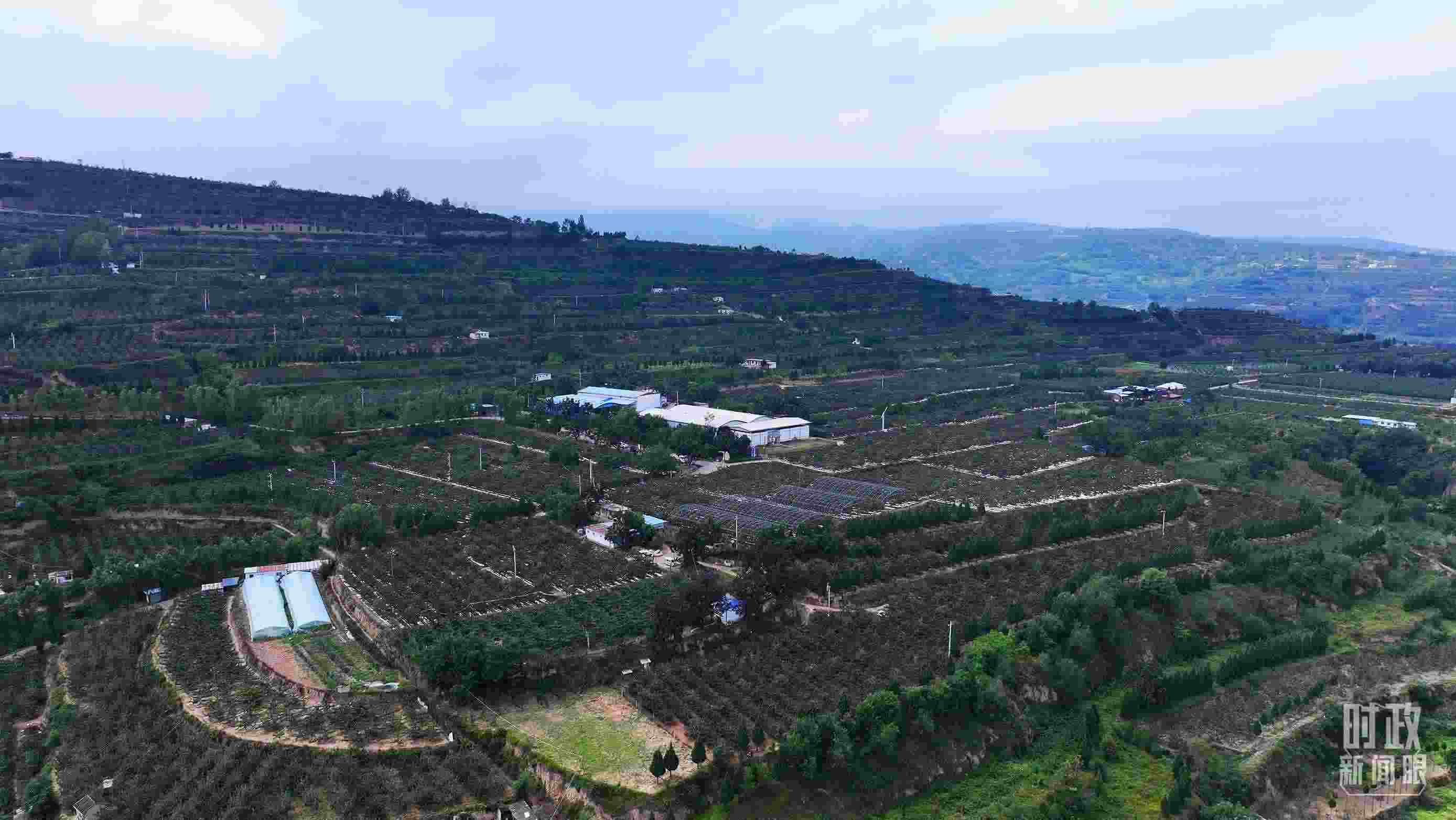 △ 麥積區(qū)南山花牛蘋果基地。（總臺央視記者范凱拍攝）