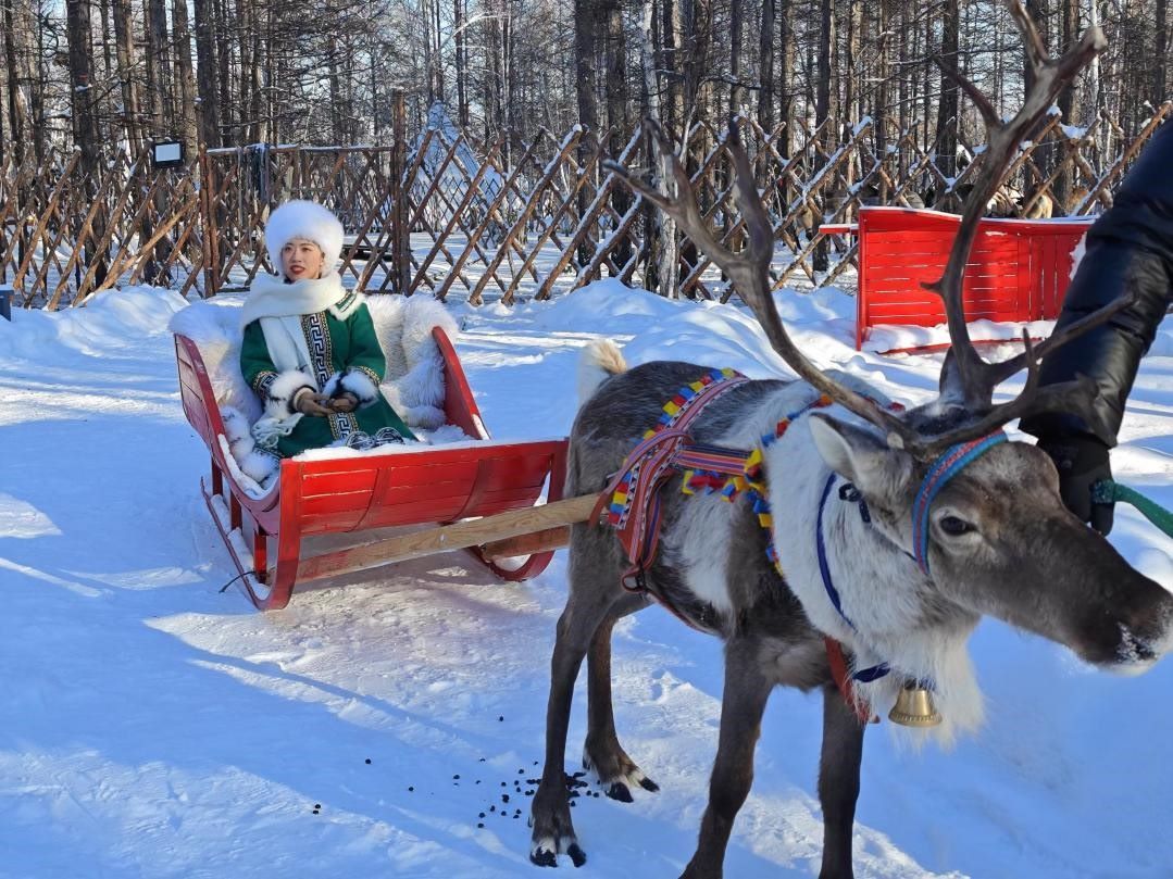 游客體驗馴鹿拉雪橇。人民網(wǎng)記者 苗陽攝